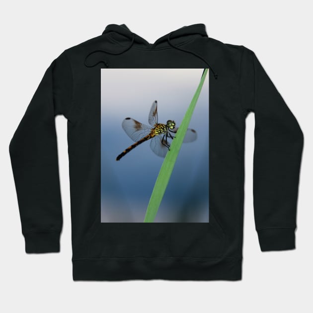 Dragonfly - Cristfield, MD Hoodie by searchlight